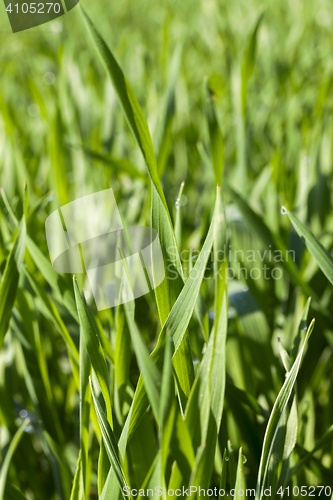 Image of Field with cereal