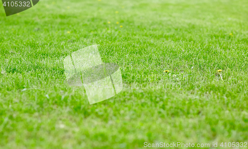 Image of close up of lawn or meadow with mown grass