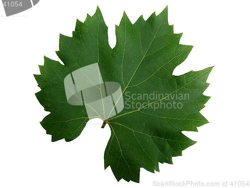 Image of Green leaf isolated