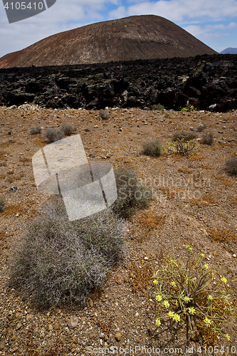 Image of timanfaya vulcanic  spain plant flower bush