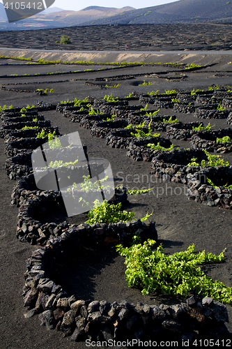 Image of lanzarote spain la geria vine screw