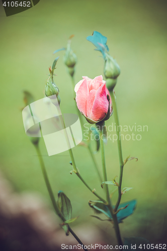 Image of Pink Rose Blooming in Garden. Delicate roses on the green background