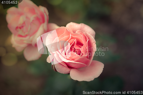 Image of Pink Rose Blooming in Garden. Delicate roses on the green background