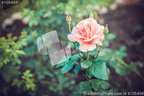 Image of Pink Rose Blooming in Garden. Delicate roses on the green background