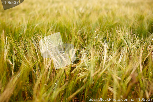 Image of cereal field with spikelets of ripe rye or wheat