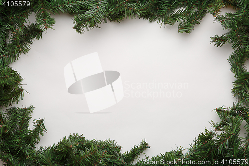 Image of Spruce branches on white background