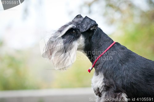 Image of portrait of miniature schnauzer close up