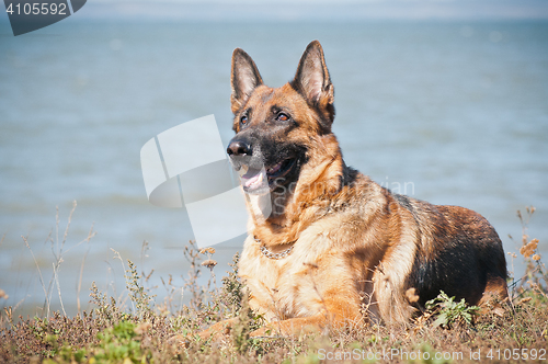 Image of friendly German shepherd lying in the dry grass on the beach