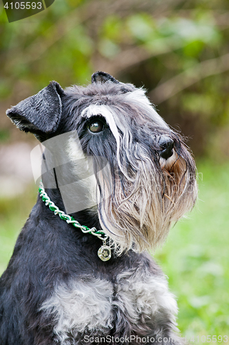 Image of portrait of miniature schnauzer close up