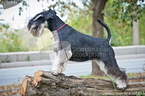 Image of Miniature schnauzer sitting on stump