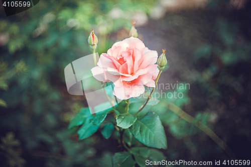 Image of Pink Rose Blooming in Garden. Delicate roses on the green background