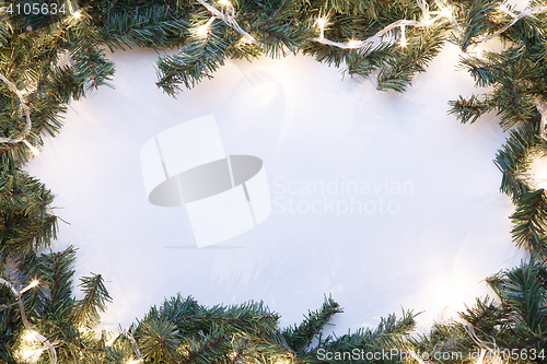 Image of Spruce branches on blank background