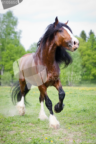 Image of Vladimir draft horse runs gallop on the meadow in summer time