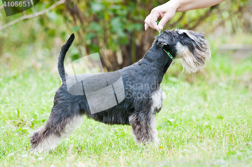 Image of Miniature schnauzer sitting on stump