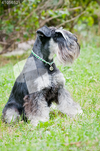 Image of Miniature schnauzer sitting on stump