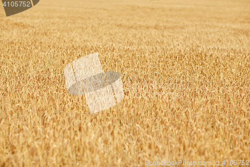 Image of cereal field with spikelets of ripe rye or wheat