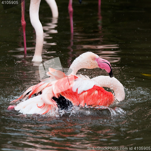 Image of Flamingo bath