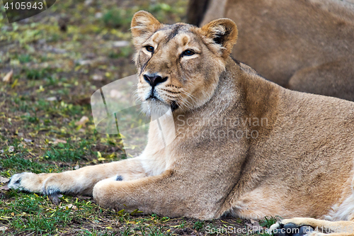 Image of Lioness (female lion)