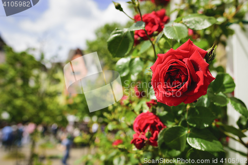 Image of Red rose Cologne