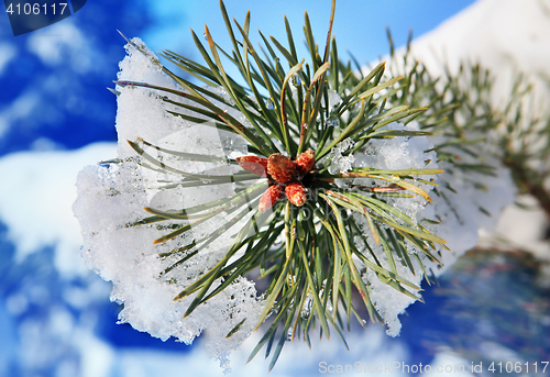 Image of part of fir tree strewn in winter