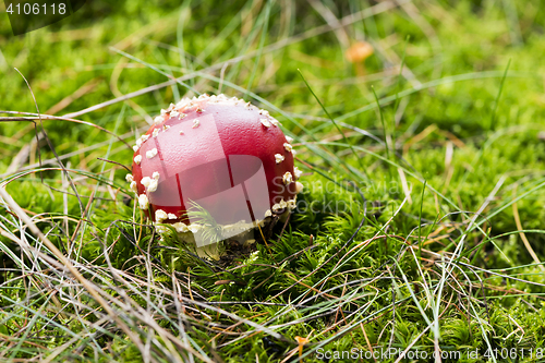 Image of A mushroom (or toadstool)