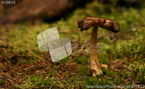 Image of Mushroom