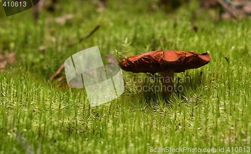 Image of Mushroom