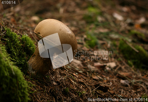 Image of Mushroom