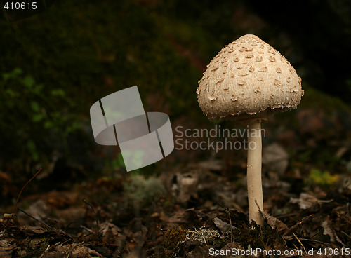 Image of Mushroom