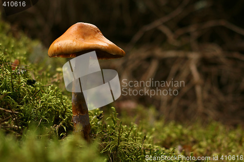 Image of Mushroom