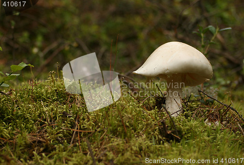 Image of Mushroom