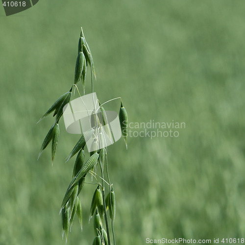 Image of Oats