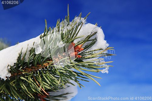 Image of part of fir tree in winter