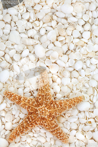 Image of Starfish and Seashell Beauty