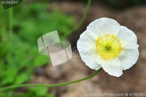 Image of Close up white cosmos flowers 