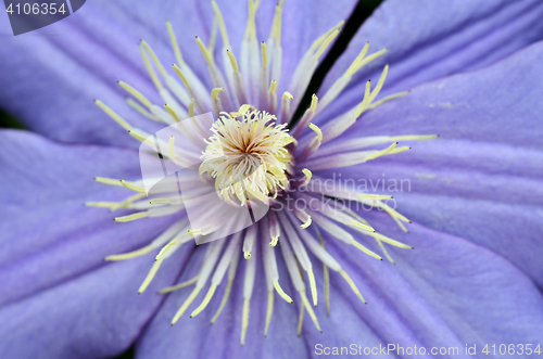 Image of Flax flowers close up