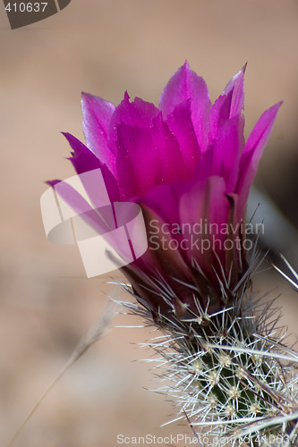 Image of Cactus closed up