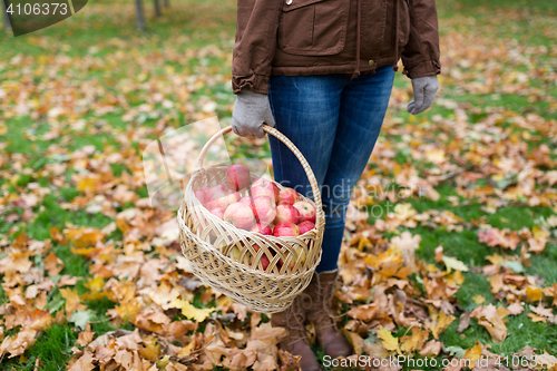 Image of woman with basket of apples at autumn garden