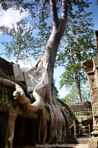 Image of Ta Prohm Temple, Angkor, Cambodia