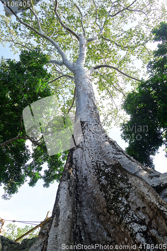 Image of Ta Prohm temple in Angkor Wat