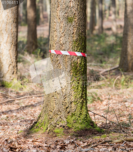 Image of Crime scene in the woods