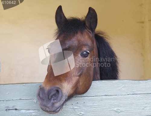 Image of The horse is looking out