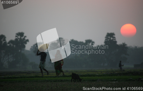 Image of Villagers return home after a hard day on the rice fields, Sundarbans, West Bengal, India