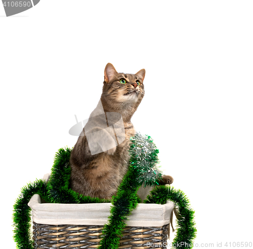 Image of Gray cat with green eyes sitting on its hind legs in wicker bask