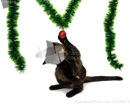Image of Kitten sitting on its hind legs and playing with a red Christmas