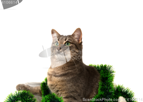 Image of Gray cat with green eyes sitting in basket with Christmas tinsel