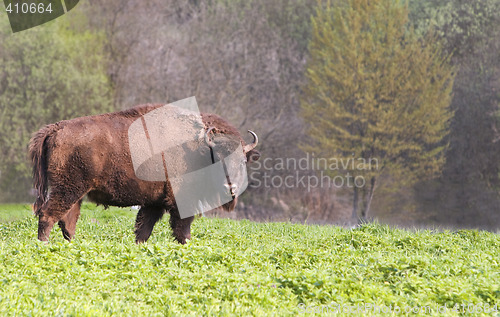 Image of Bison