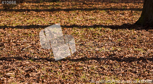 Image of Fall shadows