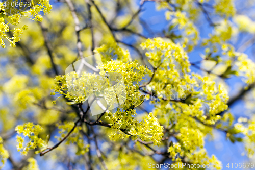 Image of flowering maple tree