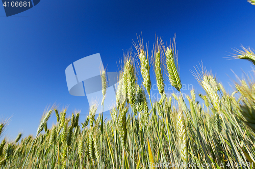 Image of Field with cereal